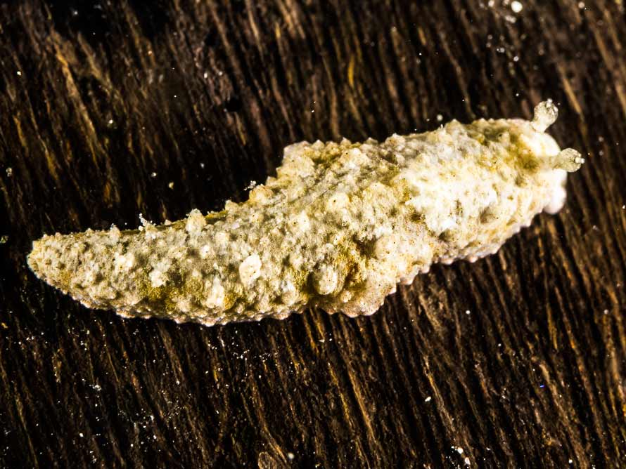 Dermatobranchus pustulosa